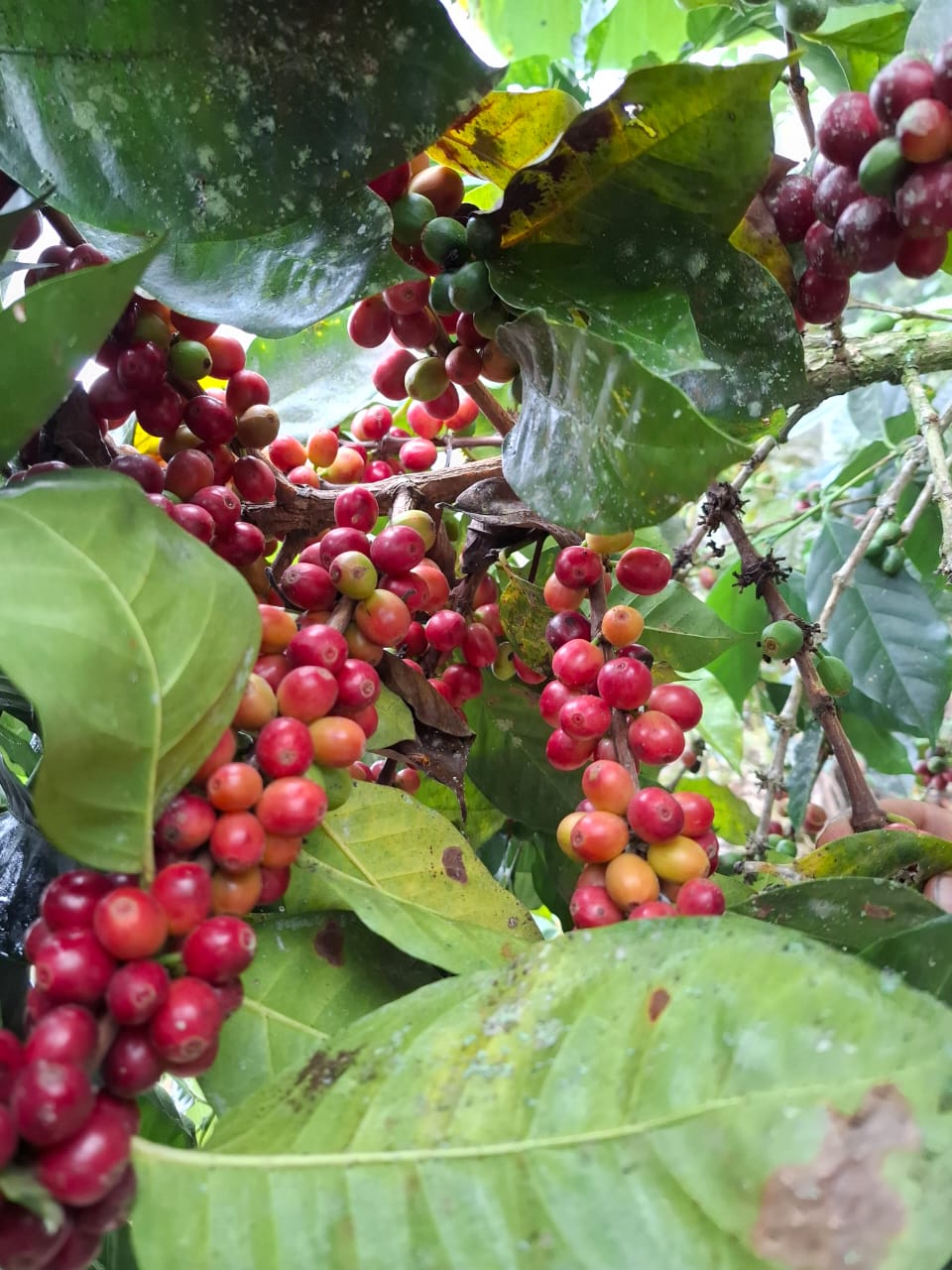Kopi Arabika Toraja