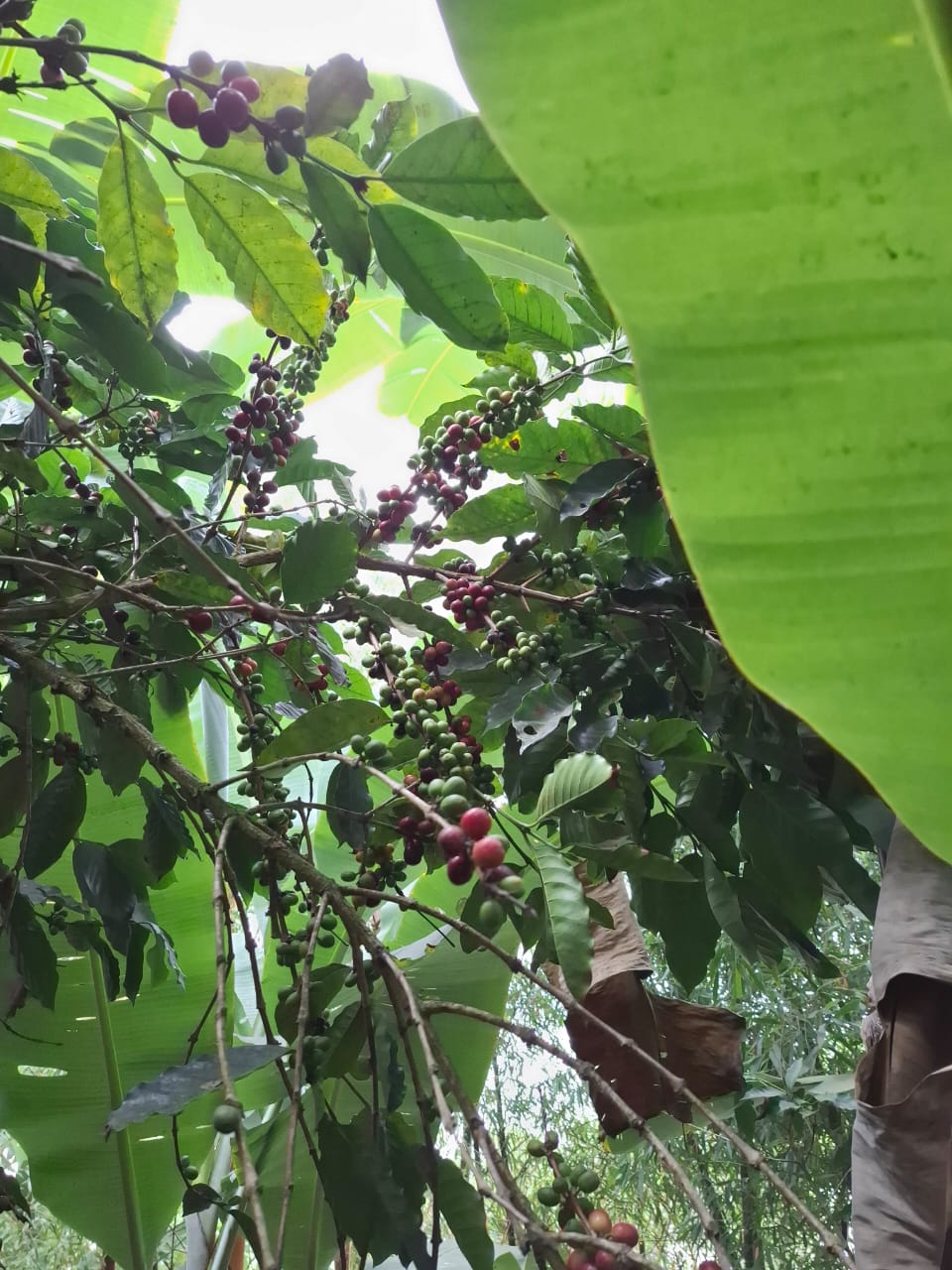 Kopi Arabika Toraja